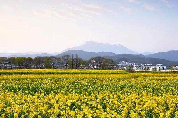 安慶潛山：突出個(gè)性特色，推動鄉(xiāng)村振興