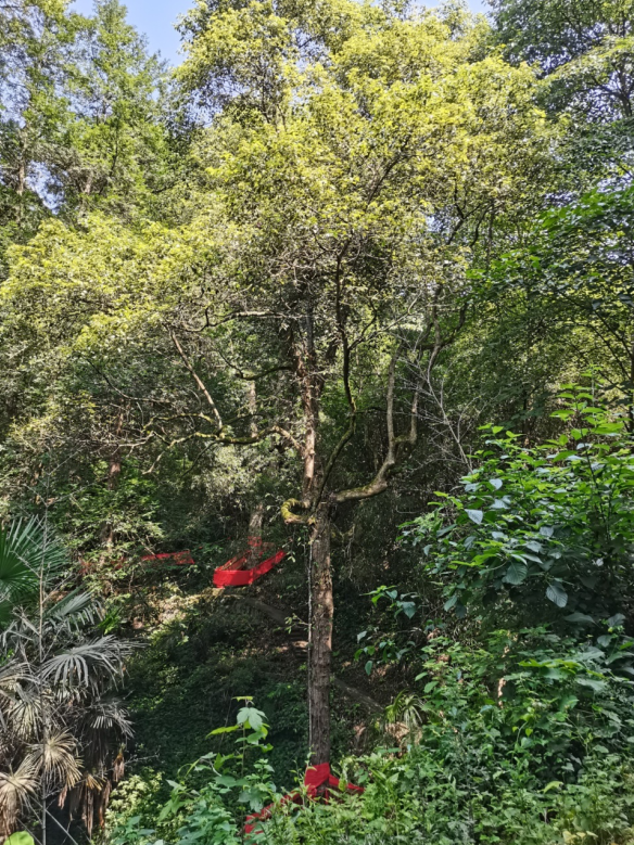 發(fā)力五型經(jīng)濟，著力打造“中國龍腦之都”